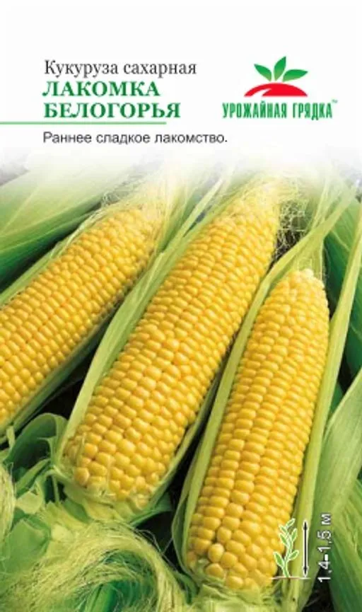 00000000000УГ кукуруза Лакомка Белогорья (Евро, 5)