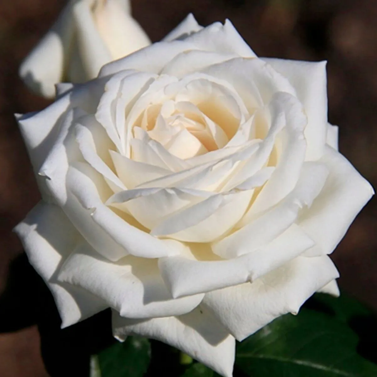 Rose-Hybrid-Boeing-1200x1200