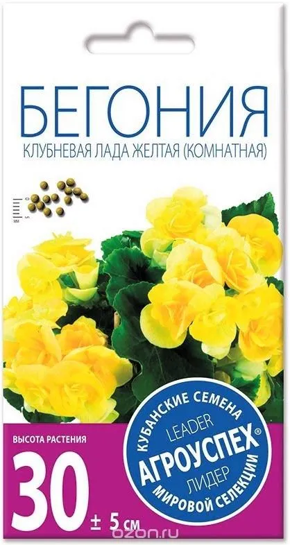 ЛцК бегония Лада желтая клубневая F1