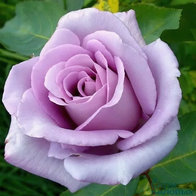 rose-nil-bleu-650x650