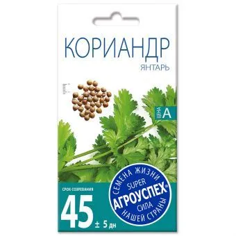 00000000Л кориандр Янтарь