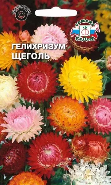 Седек Гелихризум Щеголь
