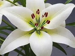 images (3)