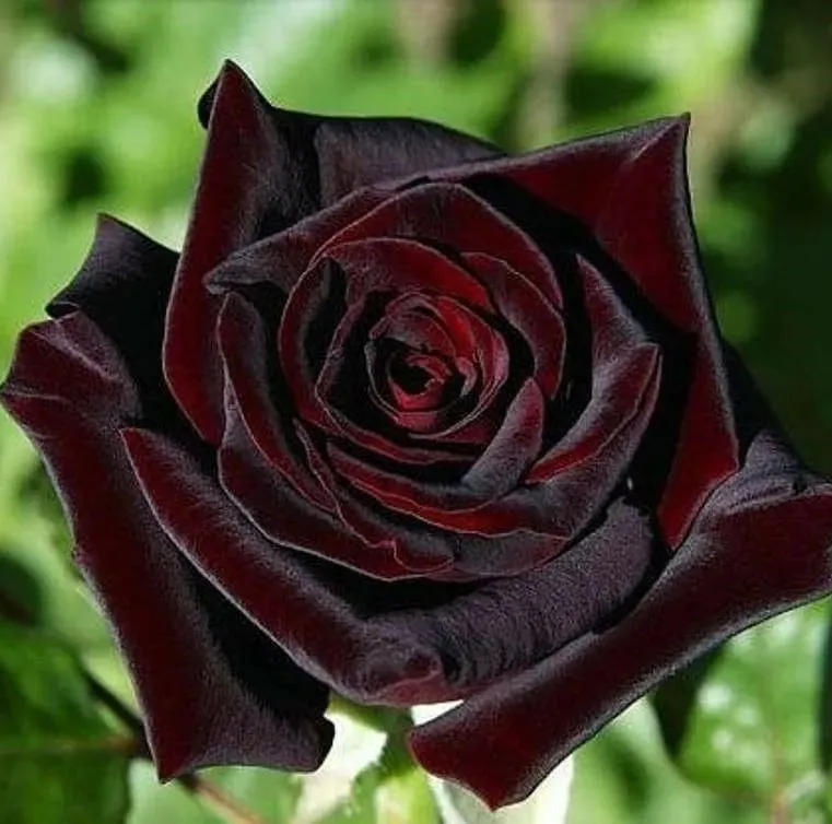 273a889c64d7fe45f5ed3838bb175597