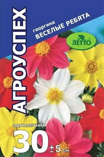 28 Лц георгина Веселые ребята О