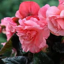 images (26)