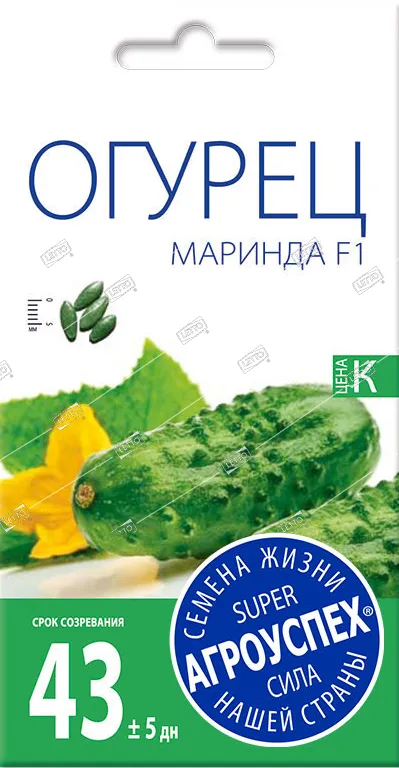 Логурец Маринда F1 ранний 8 шт (Голландия)