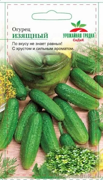 ogurets_izyashchnyy_urozhaynaya_gryadka