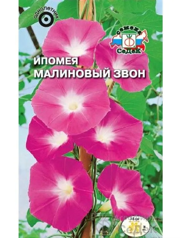 Седек Ипомея Малиновый Звон (вид пурпурная, пурпурно-лиловая) (Евро, 0,5)