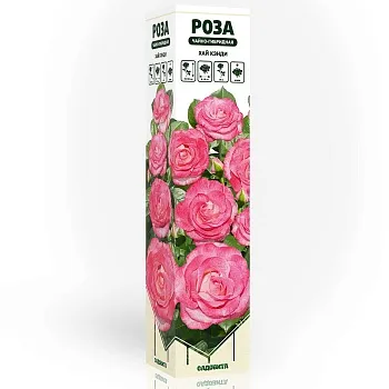Роза чайно-гибридная Хай Кэнди Садовита