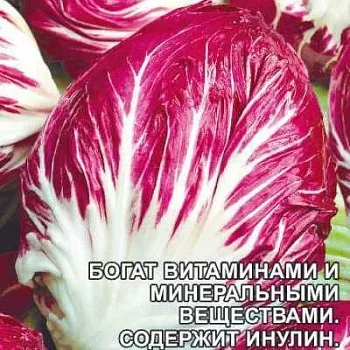 Салат Цикорий Витаминный Коктейль СемАлт Ц