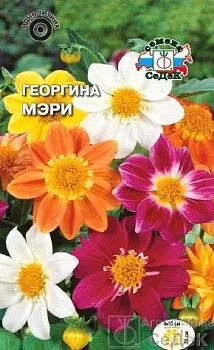 Седек Георгина Мэри (смесь с красн лист-ми) (Евро, 0,15)