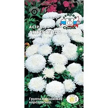 Седек Астра Антарктида (карликовая королевская белая) (Евро, 0,2)