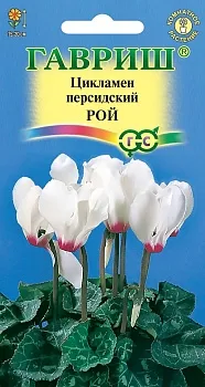 Цикламен Рой Гавриш 3шт