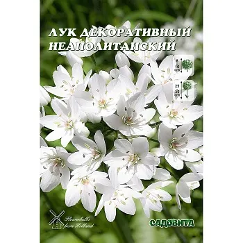 Лук Декор. Неаполитанский 5/+ 15 шт