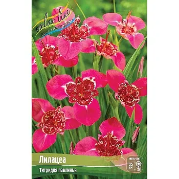 Тигридия Лилацеа 7/9 10 шт