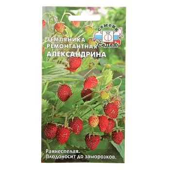 Седек Земляника Александрина ( мелкоплодная ремонтант.) (Евро, 0,04)