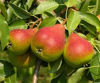 Саженцы Груша Любимица Клаппа