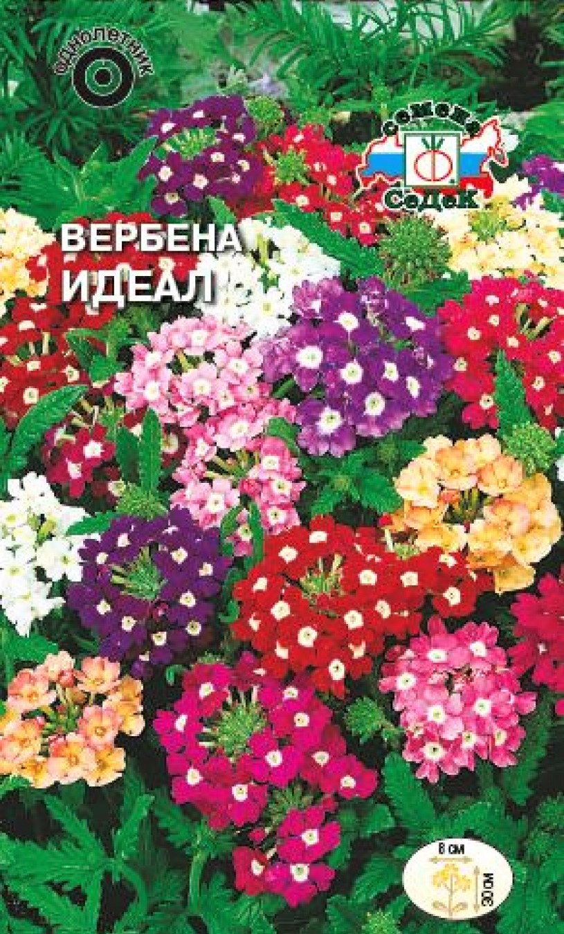 б вербена идеал