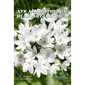 Лук Декор. Неаполитанский 5/+ 15 шт