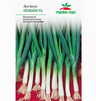 Седек лук Нежность (батун) (Евро, 1)